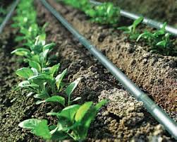 Close-up of a drip emitter watering the root zone of a plant